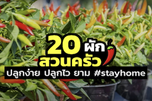 20 ผักสวนครัว ปลูกง่าย ปลูกไว